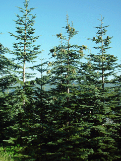 Abies procera