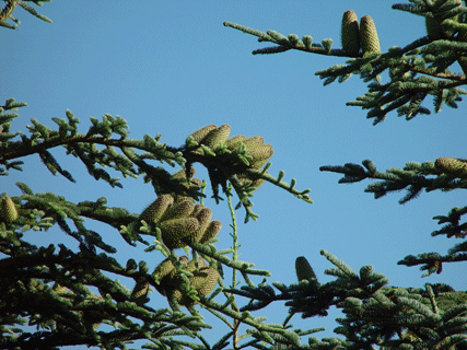Abies procera