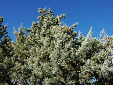 Cupressus species
