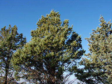 Cupressus species