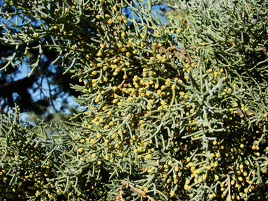 Cupressus species
