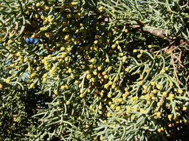 Cupressus species