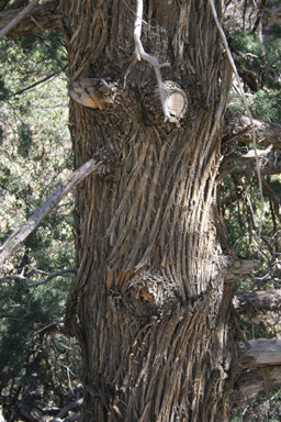 Cupressus arizonica