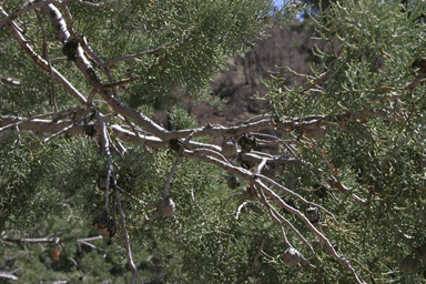 Cupressus arizonica