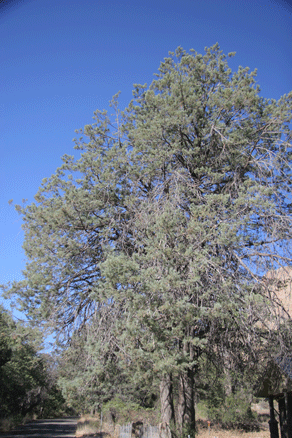 Cupressus arizonica
