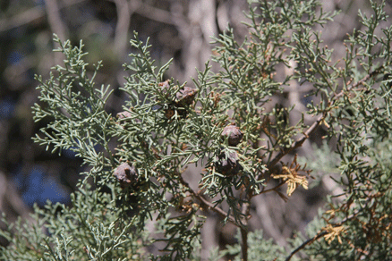 Cupressus arizonica