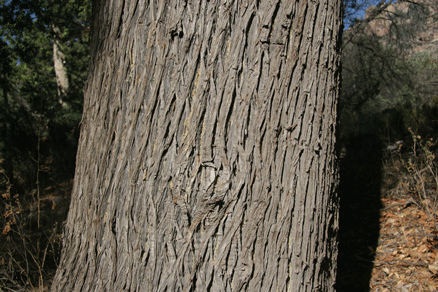 Cupressus arizonica