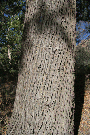 Cupressus arizonica