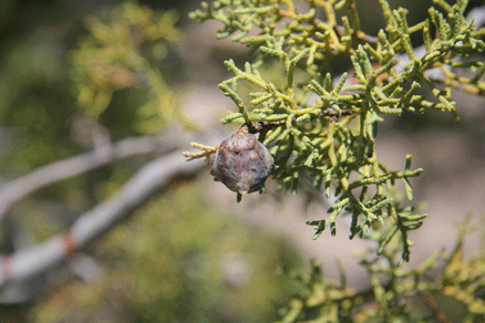Cupressus arizonica