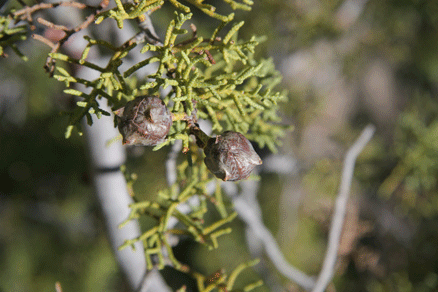 Cupressus arizonica