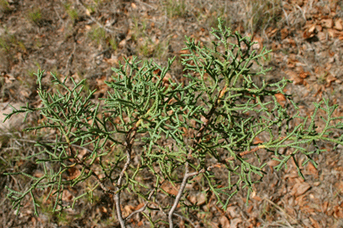 Cupressus arizonica