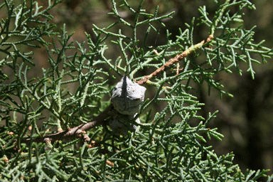 Cupressus arizonica