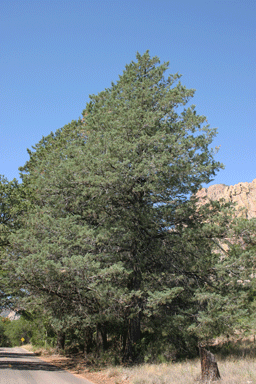 Cupressus arizonica
