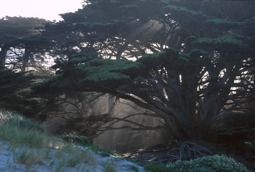 Cupressus macrocarpa