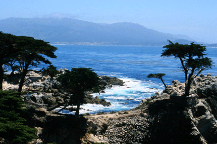 Cupressus macrocarpa