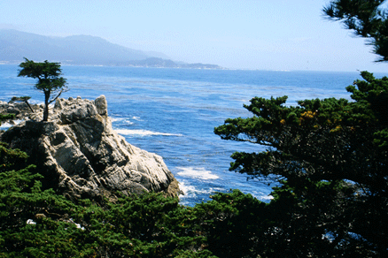 Cupressus macrocarpa