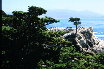 Cupressus macrocarpa