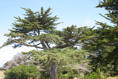 Cupressus macrocarpa
