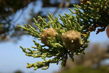 Cupressus macrocarpa