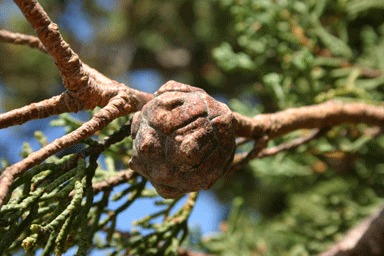 Cupressus macrocarpa