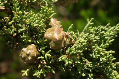Cupressus macrocarpa