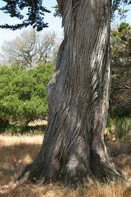 Cupressus macrocarpa