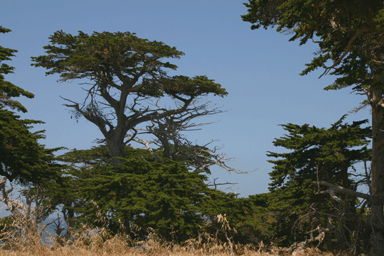 Cupressus macrocarpa