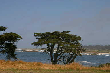 Cupressus macrocarpa