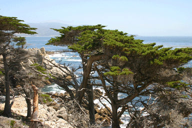 Cupressus macrocarpa