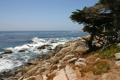 Cupressus macrocarpa