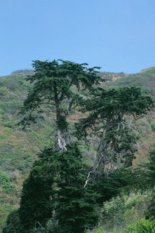 Cupressus macrocarpa