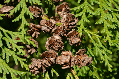 Chamaecyparis lawsoniana