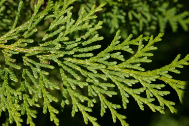 Chamaecyparis lawsoniana