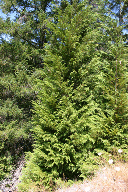 Chamaecyparis lawsoniana