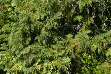 Chamaecyparis lawsoniana