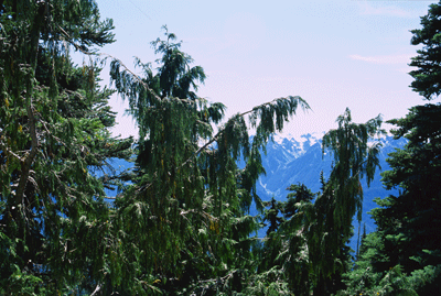 Cupressus nootkatensis