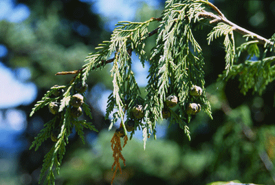 Cupressus nootkatensis