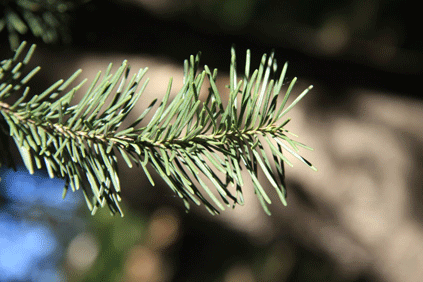 Abies arizonica