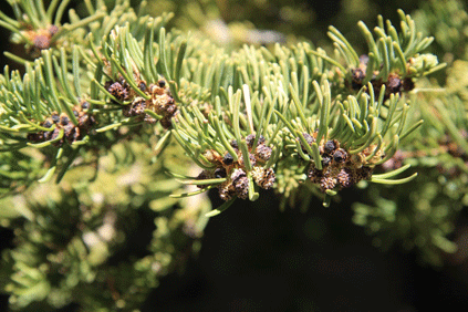 Abies arizonica
