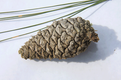 Pinus occidentalis