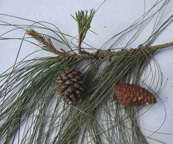 Pinus occidentalis