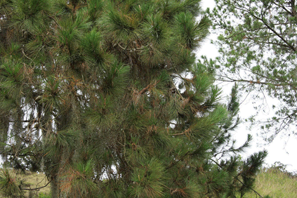 Pinus occidentalis
