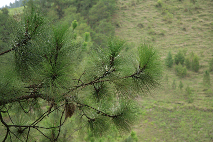 Pinus occidentalis