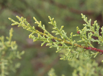 Cupressus forbesii