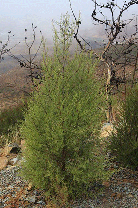 Cupressus forbesii