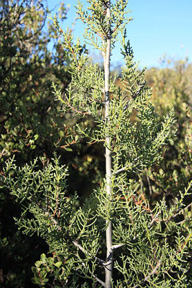 Cupressus forbesii