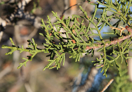 Cupressus forbesii