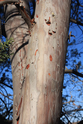 Cupressus forbesii