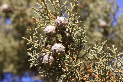 Cupressus glabra