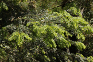 Abies flinckii